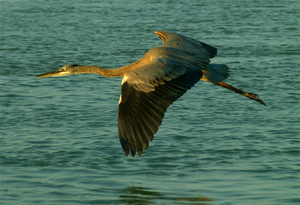 (17) Dscf2247 (day 2 - blue heron).jpg   (1000x686)   261 Kb                                    Click to display next picture